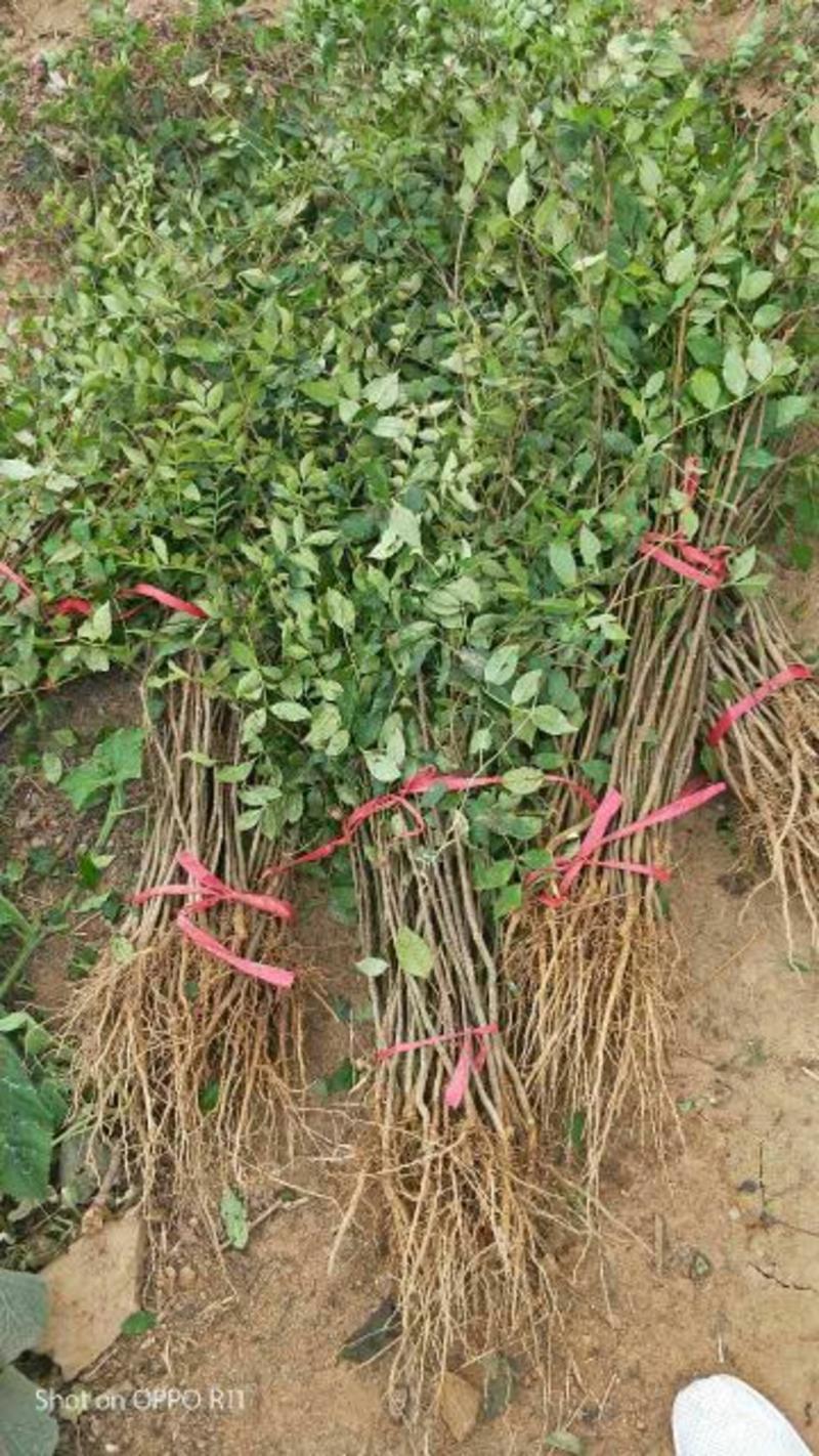 花椒苗大红袍花椒苗根据苗子的大小定价格品种纯正产量高