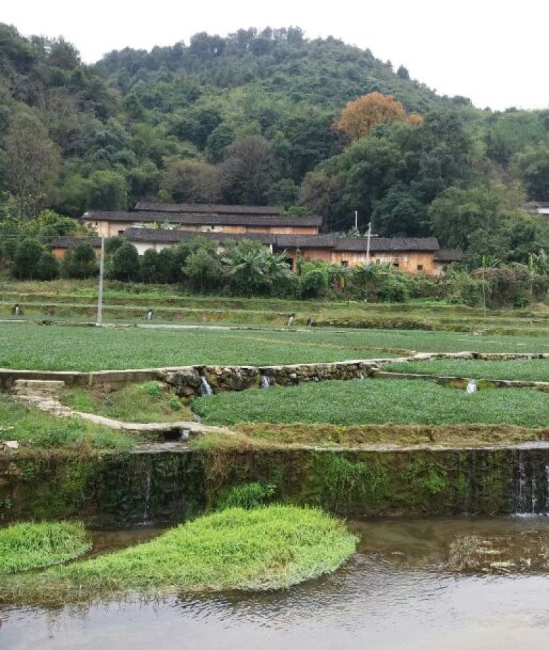 豆瓣菜绿色食品