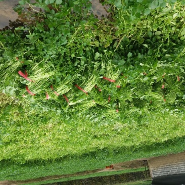 豆瓣菜绿色食品