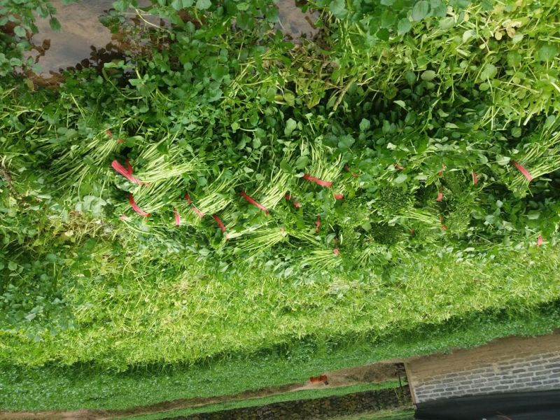 豆瓣菜绿色食品