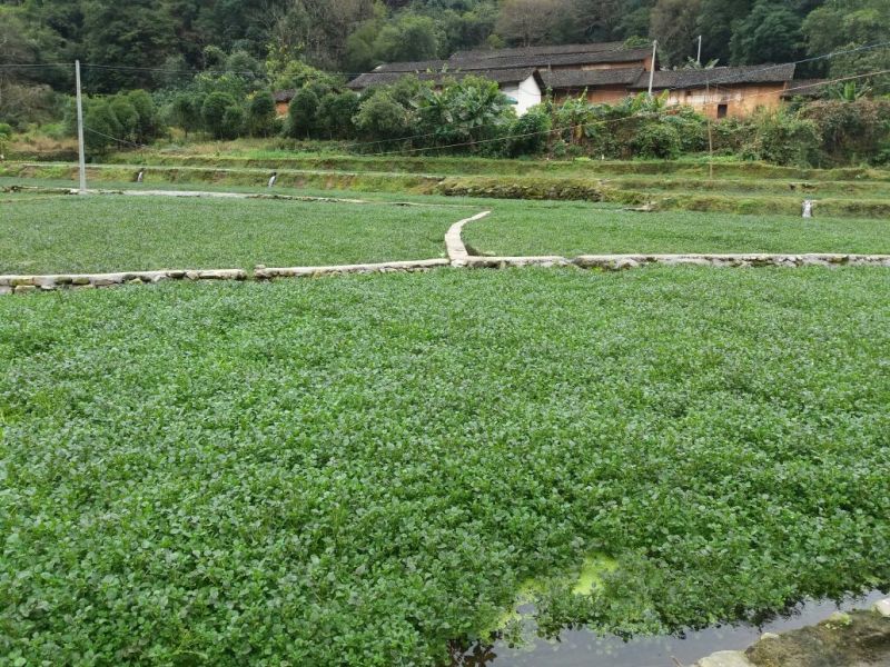 豆瓣菜绿色食品