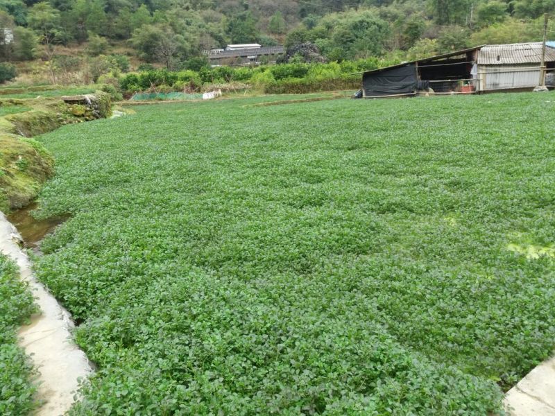 豆瓣菜绿色食品