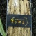 白参菇白参