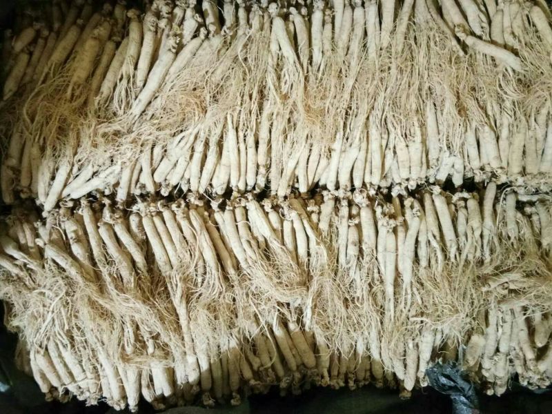 白参菇白参