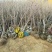 大樱桃树4年80cm以上