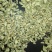 荷叶20cm以下选货