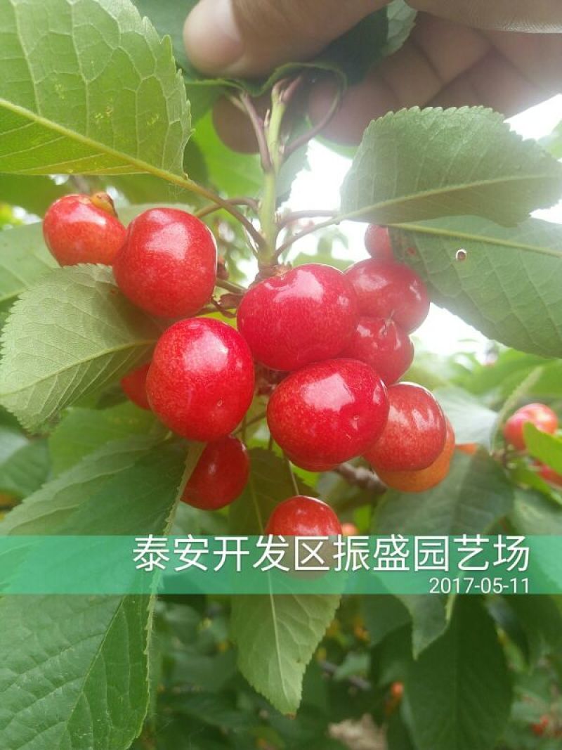 布鲁克斯樱桃苗2年80cm以上