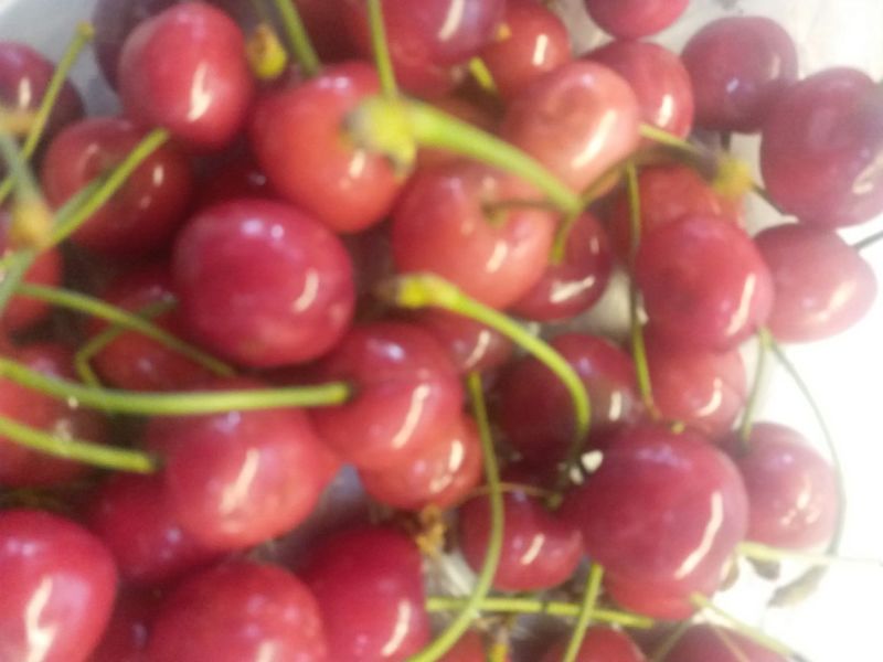 布鲁克斯樱桃苗2年80cm以上