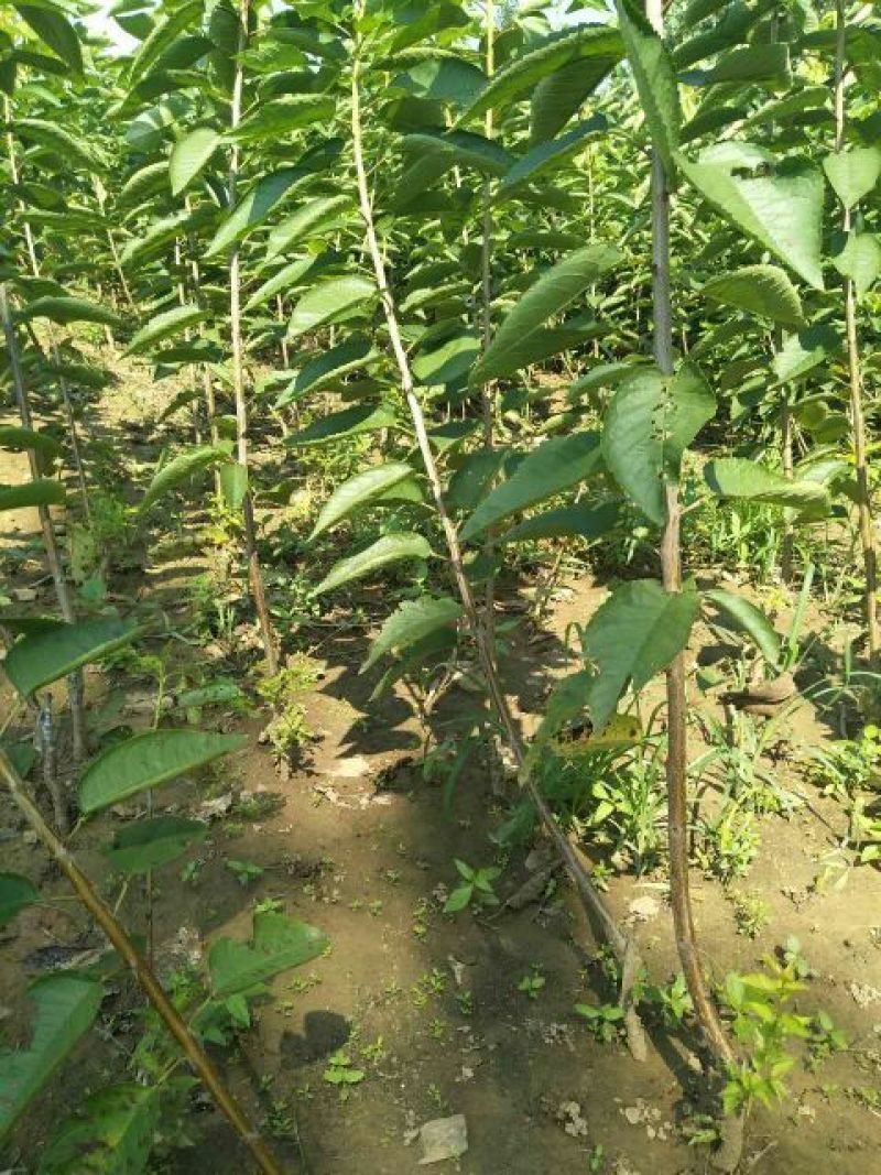 布鲁克斯樱桃苗2年80cm以上