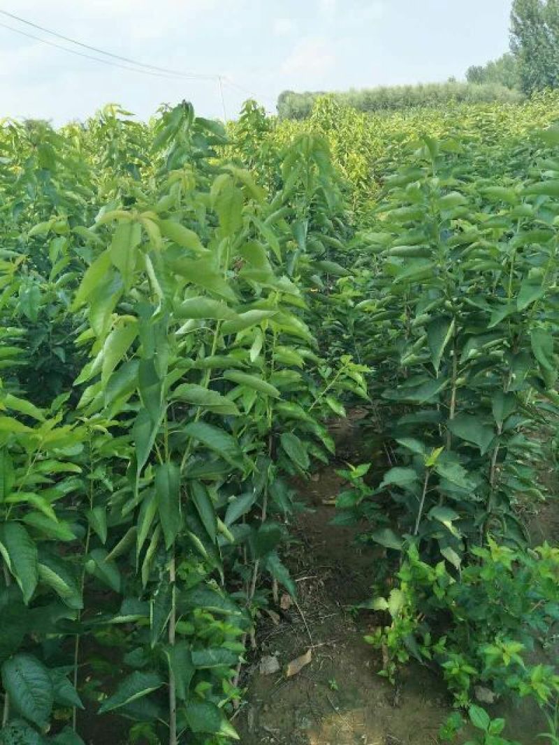布鲁克斯樱桃苗2年80cm以上