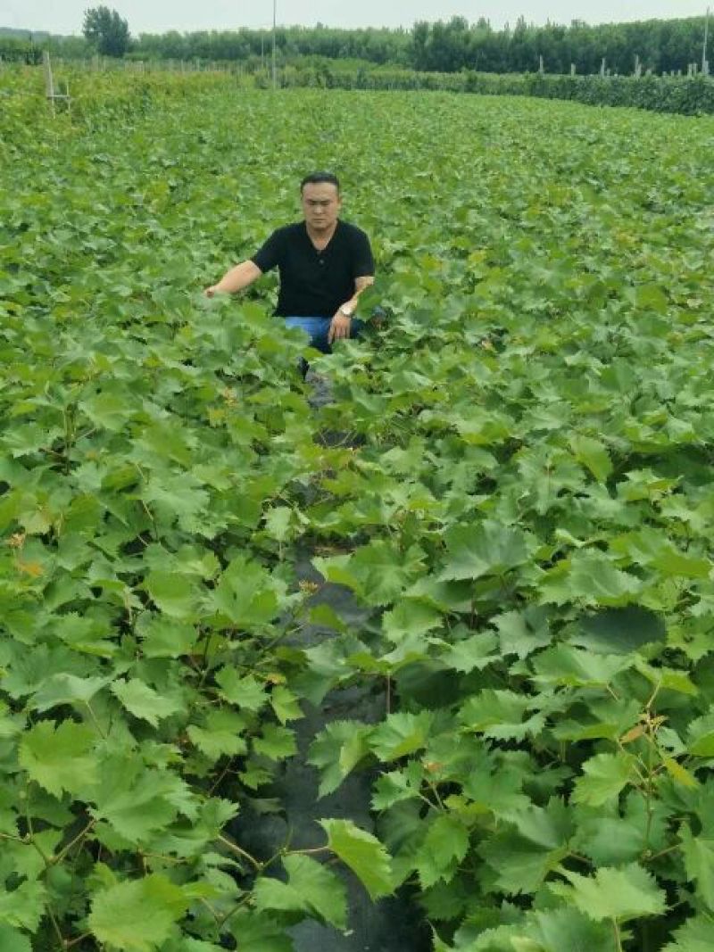 葡萄苗50~80cm2年