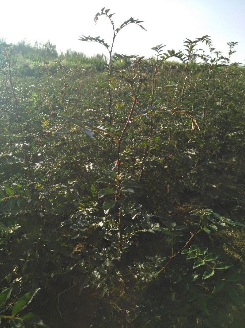 黄盖花椒苗1~2年