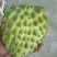 台湾凤梨释迦苗50~70cm