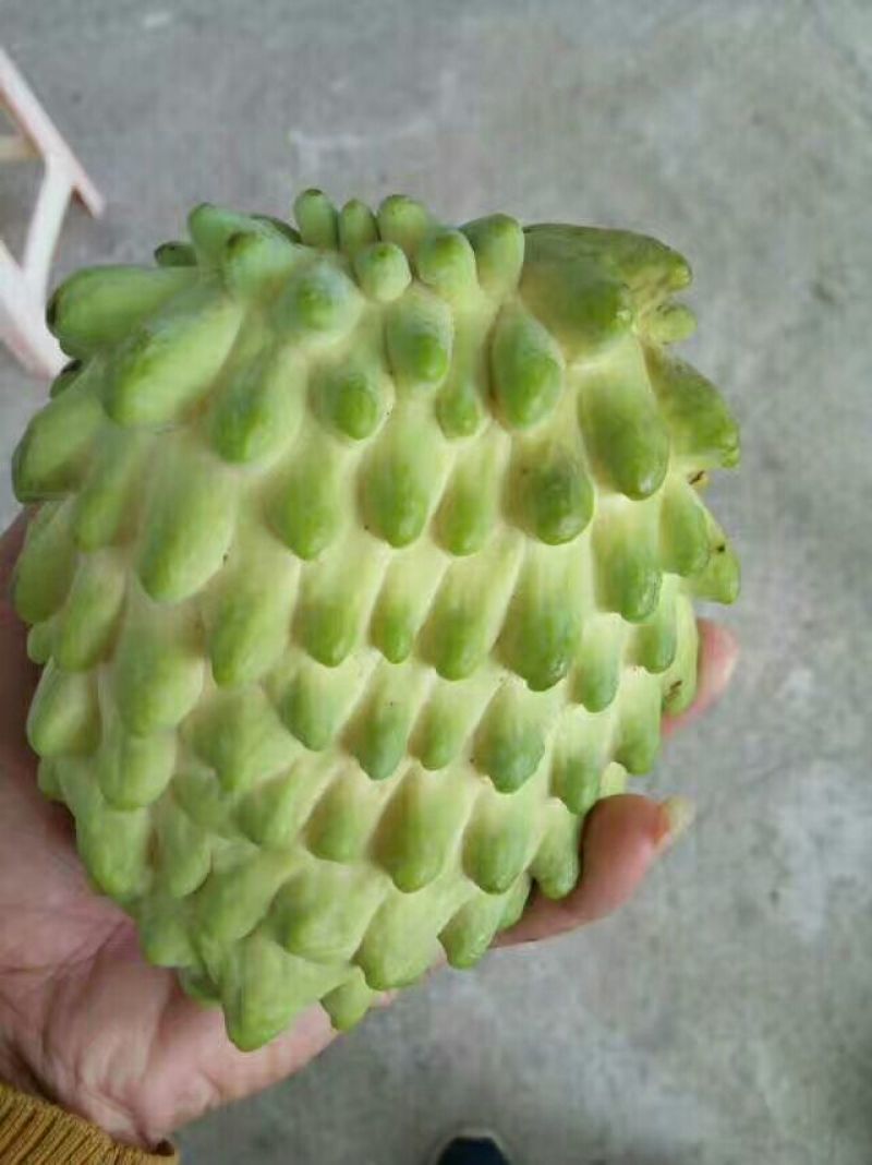 台湾凤梨释迦苗50~70cm