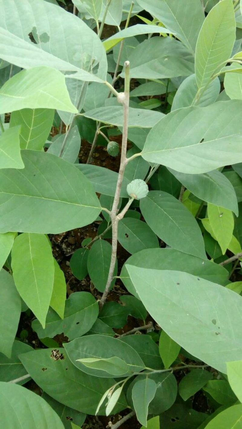 台湾凤梨释迦苗50~70cm
