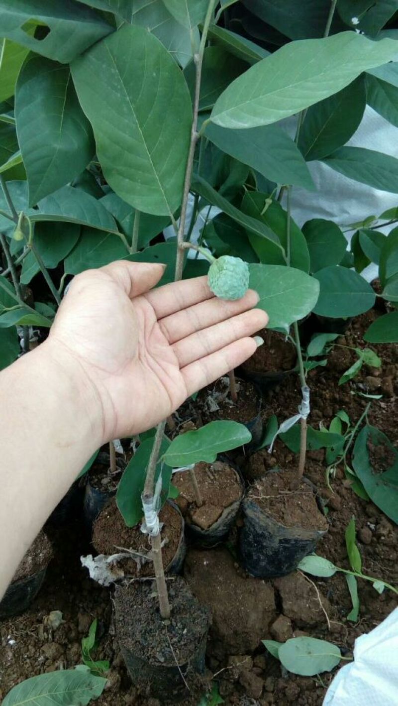台湾凤梨释迦苗50~70cm