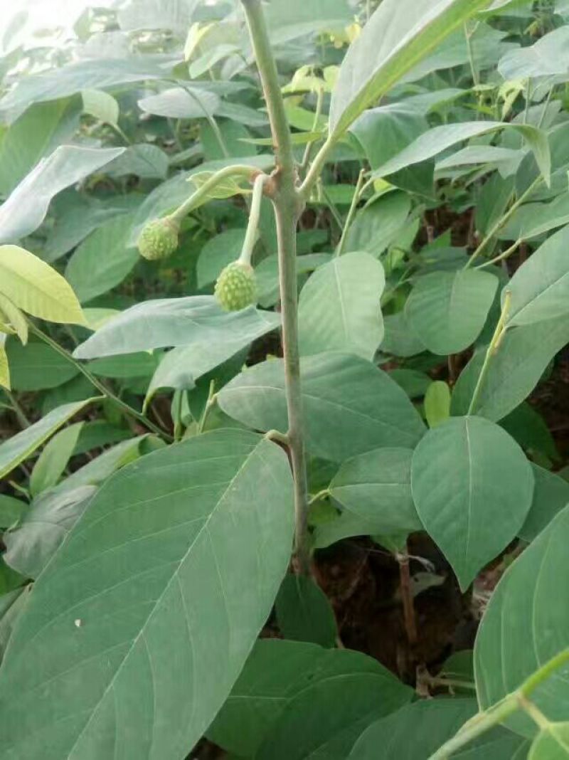 台湾凤梨释迦苗50~70cm