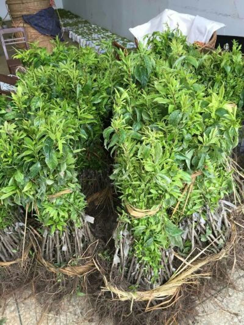 三华李树苗50~100cm