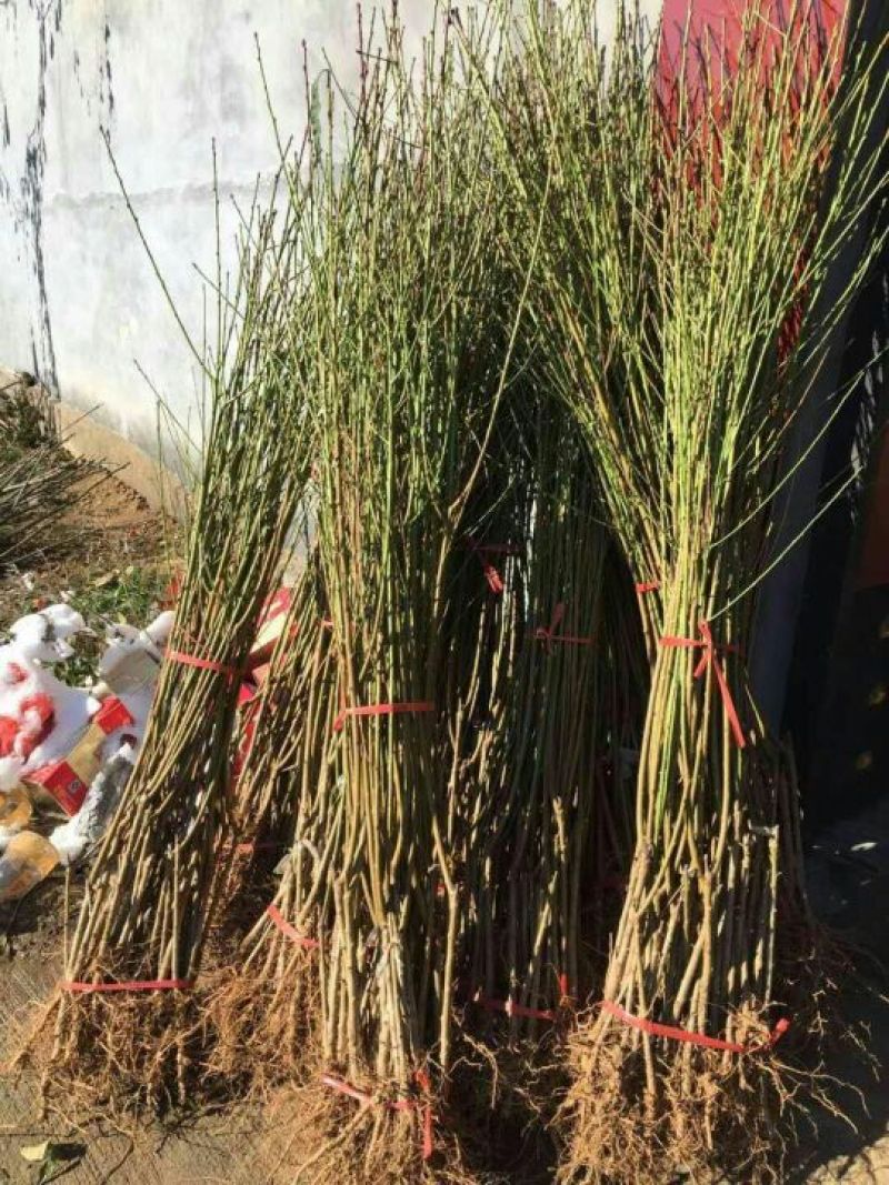 桃树苗80cm以上