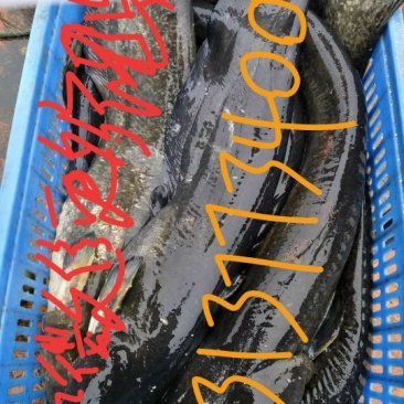 大口鲶食用