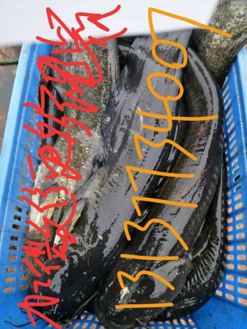 大口鲶食用