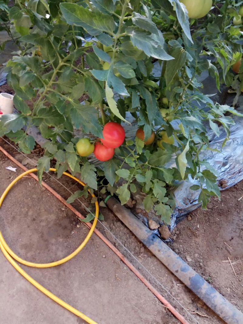 硬粉西红柿精品硬粉弧二以上