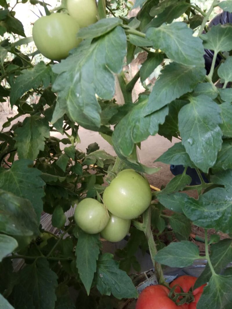 硬粉西红柿精品硬粉弧二以上
