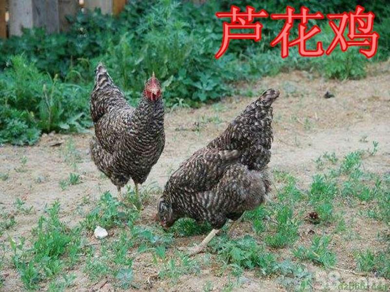 快大型脱温芦花鸡苗成年公鸡8到9斤运输包成活