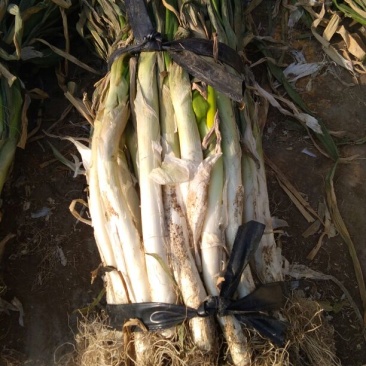 长白大葱30~40cm毛葱2cm左右