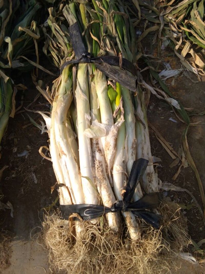 长白大葱30~40cm毛葱2cm左右