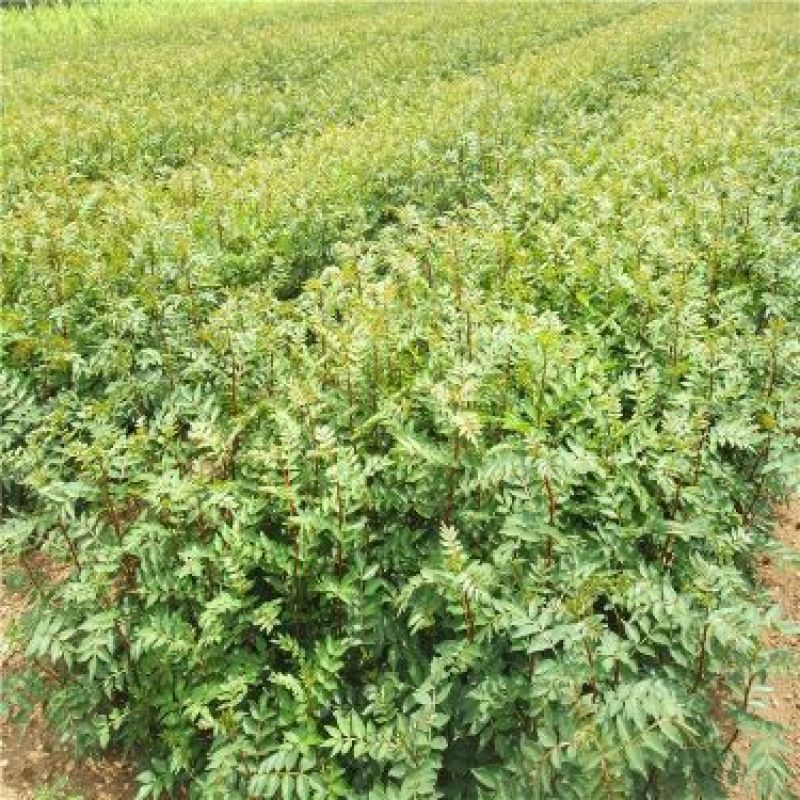 花椒苗大红袍花椒苗基地批发无刺花椒苗