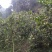 佛手树苗