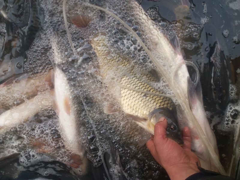 江鲤鱼2~3公斤食用
