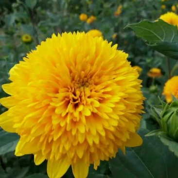 宿根花
