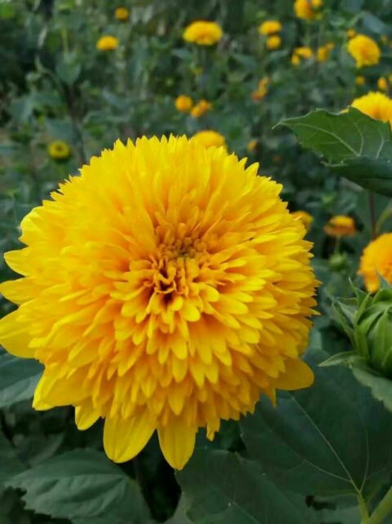 宿根花