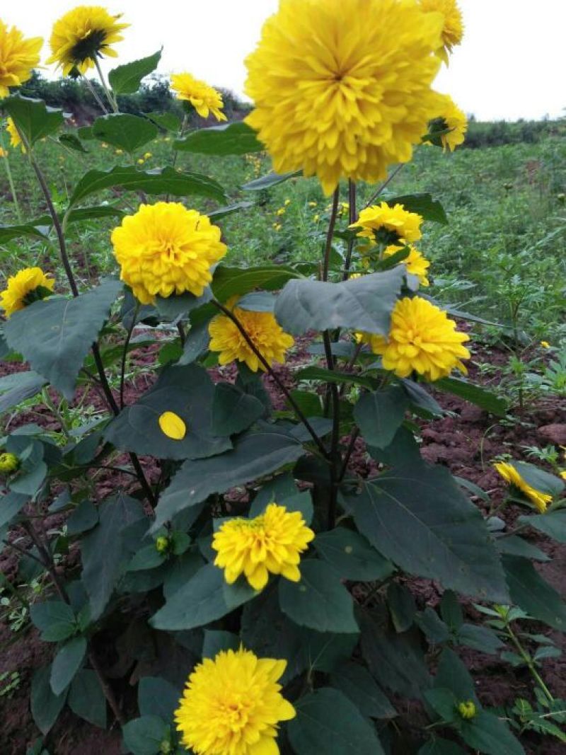 宿根花