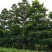 尖叶杜英14~16cm14~16cm4米以上