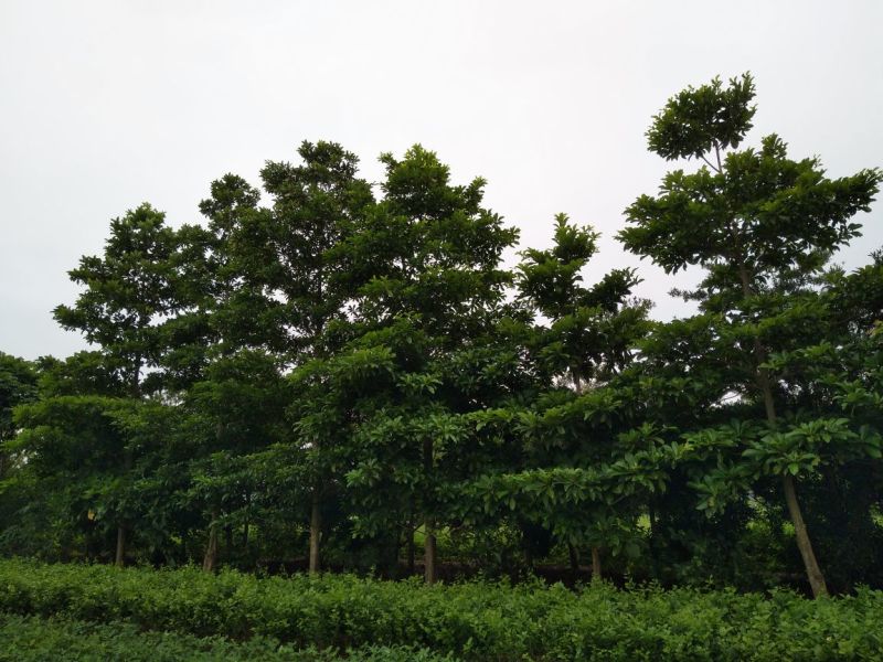尖叶杜英14~16cm14~16cm4米以上