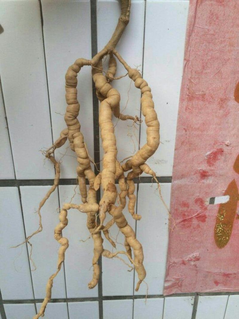 巴戟天鲜巴戟
