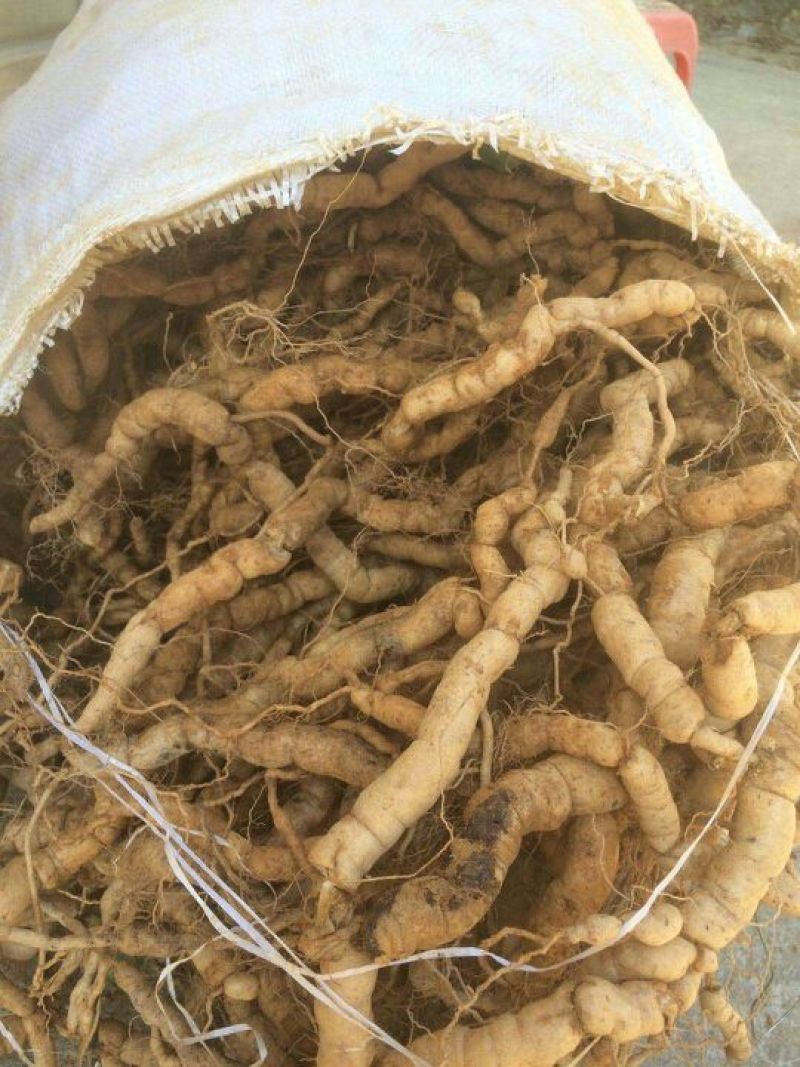 巴戟天鲜巴戟