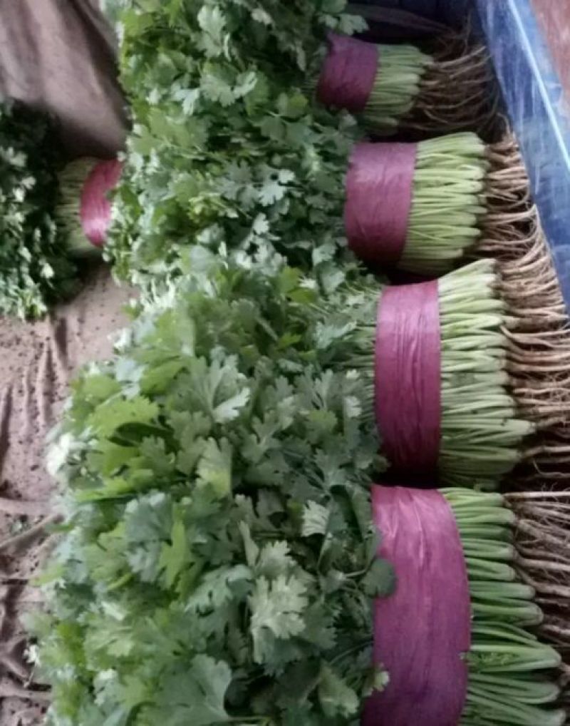 香菜20~30厘米