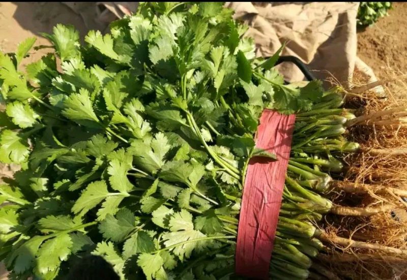 香菜20~30厘米