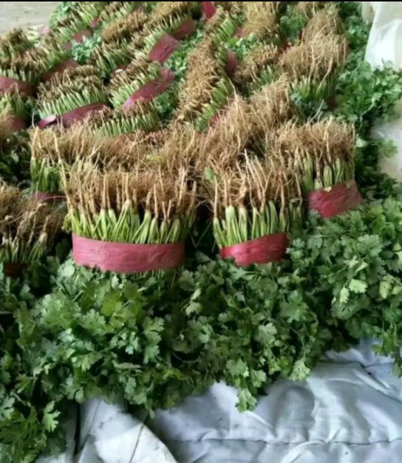 香菜20~30厘米