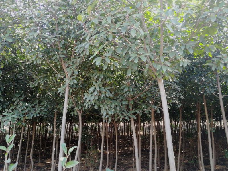 高杆红叶石楠4~6cm4cm以下1.5~2米