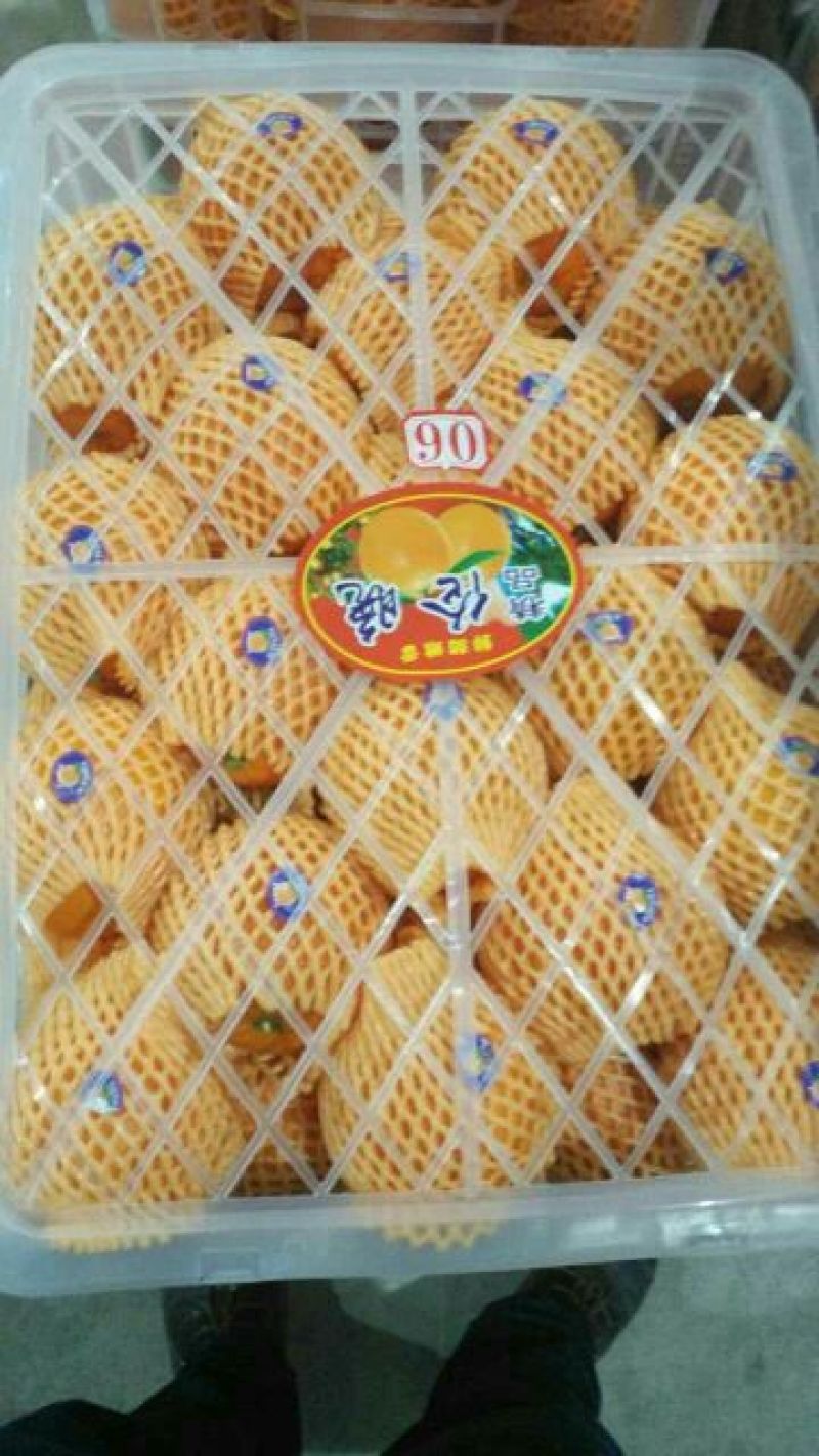精品纽荷尔脐橙产地看货采摘，以质量论价格