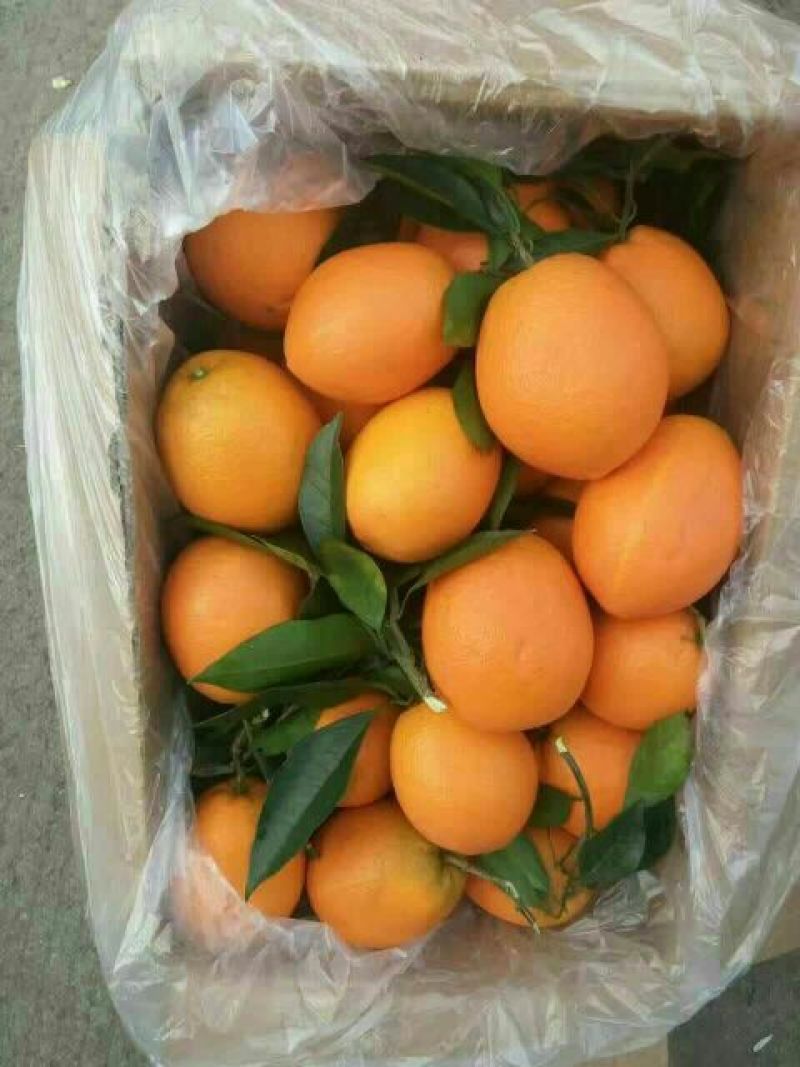 精品纽荷尔脐橙产地看货采摘，以质量论价格