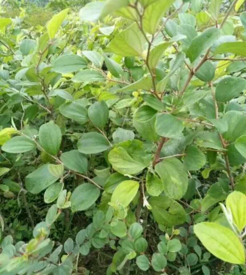 青枣苗30~50cm