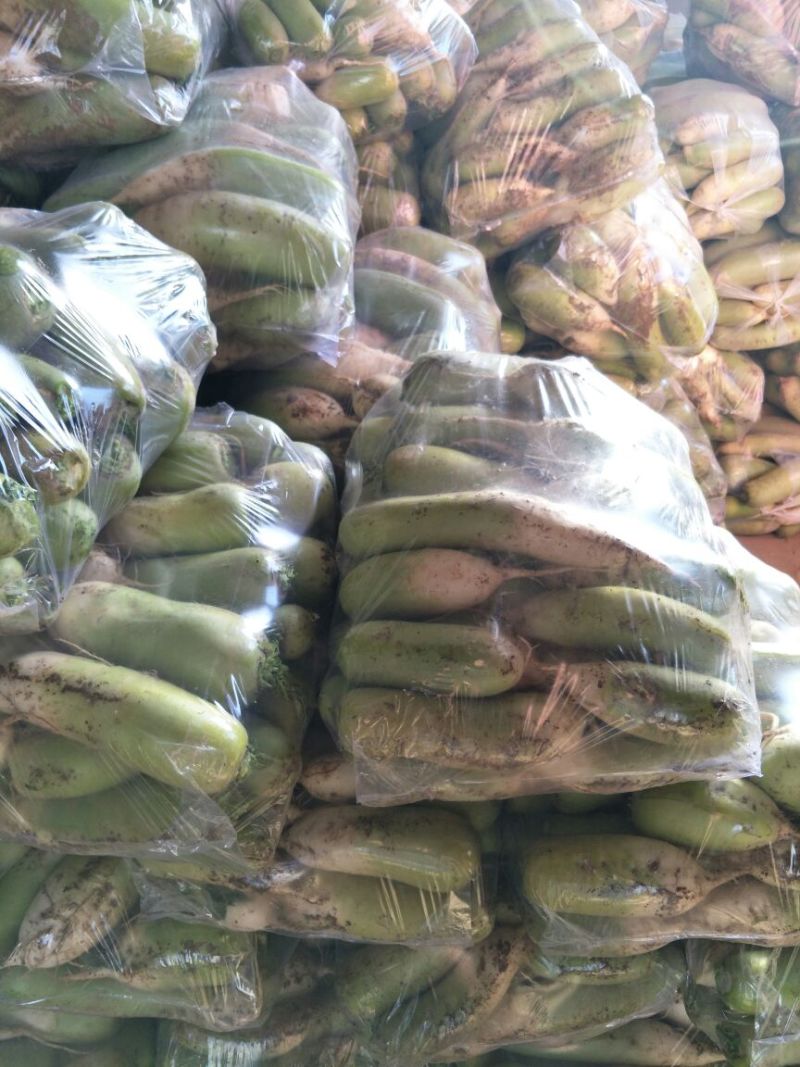 青萝卜常年种植面积大每天供货50吨