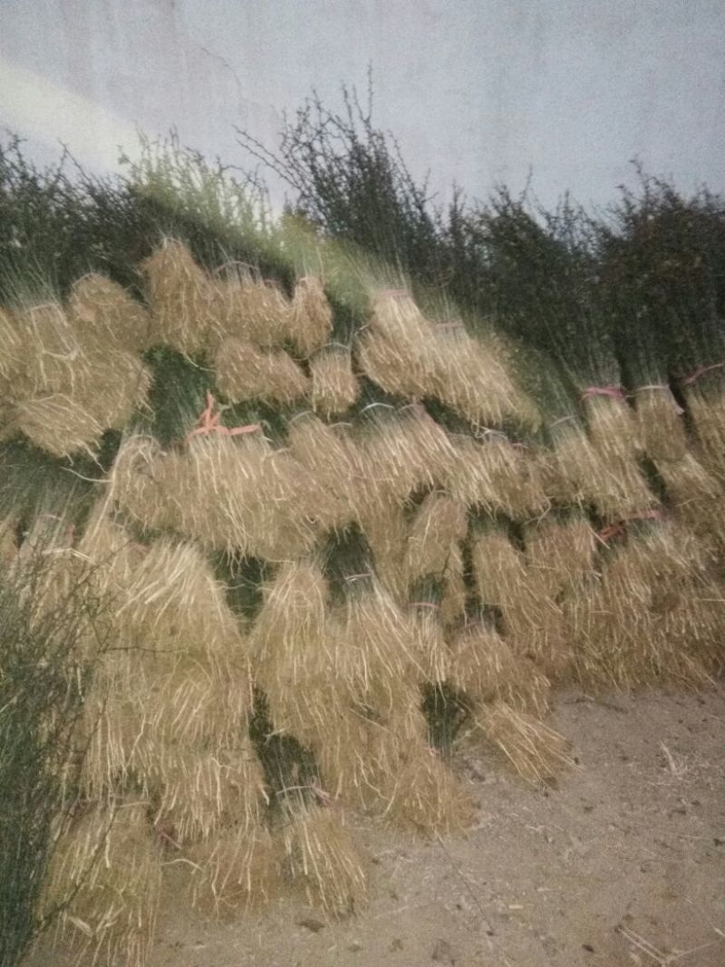 【枸橘苗篱笆墙】枸橘苗批发砧木苗枸橘苗批发价枸橘苗基地