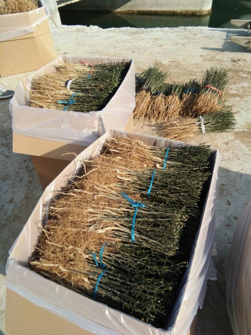【枸橘苗篱笆墙】枸橘苗批发砧木苗枸橘苗批发价枸橘苗基地